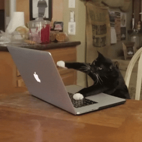 Un gato espera frente a un computador